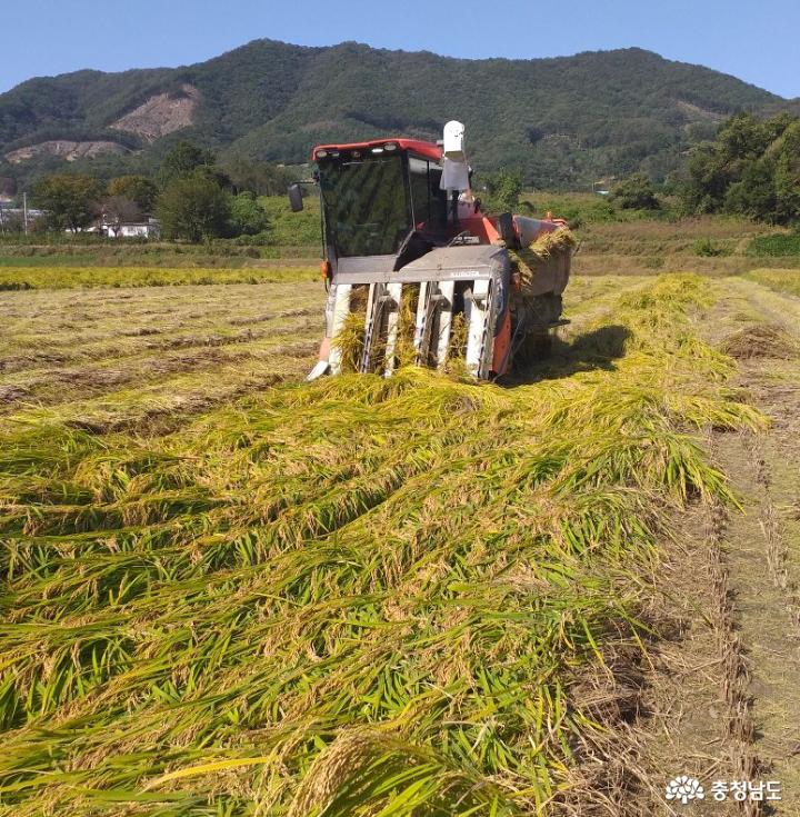 천안시, 태풍 벼 쓰러짐 피해 농가 일손 지원 2