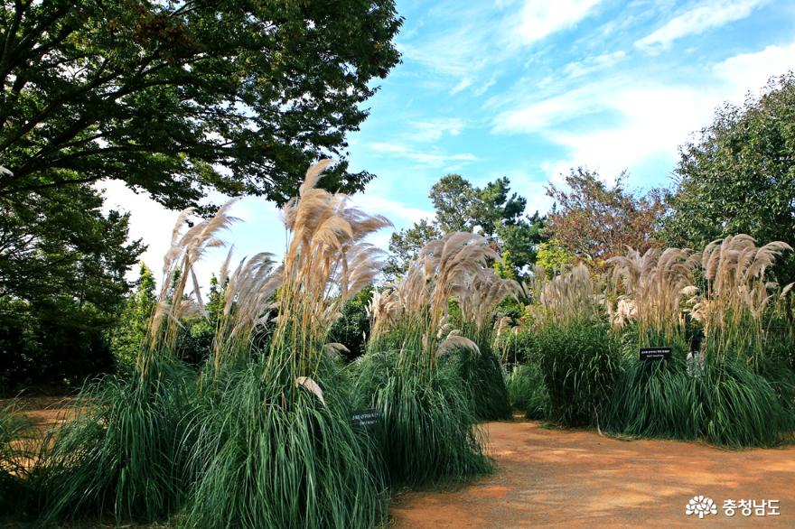 뮬리와 팜파스의 이색적인 테마정원, 태안 청산수목원 사진
