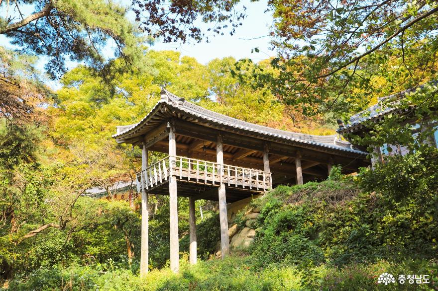 서산 도비산에서 만난 구절초 사진