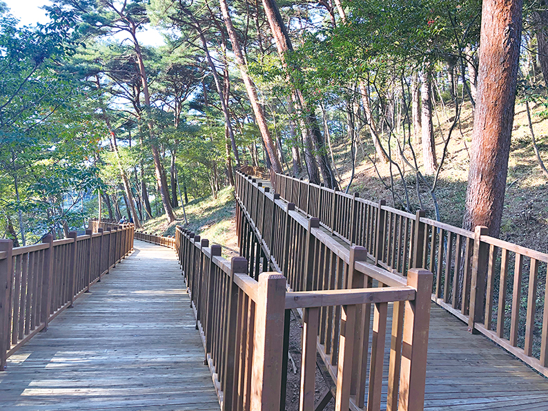 도정뉴스 - ‘더 편안한’ 안면도 휴양림 산책 - 충청남도 ‘더 편안한’ 안면도 휴양림 산책