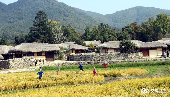 19일부터 20일까지 아산시 송악면 외암민속마을에서 2019 짚풀문화제가 열리고 있는 가운데 마을 앞 들녘에 허수아비와 누런 벼이삭이 정겨운 풍경을 연출하고 있다.