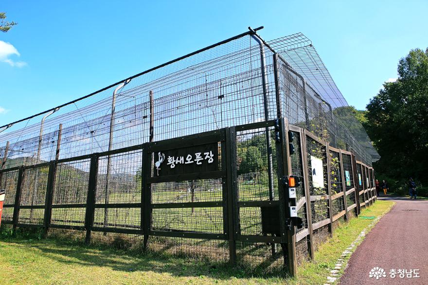 충남 가볼만한곳 창공을 비상하는 황새 예산 황새공원 사진