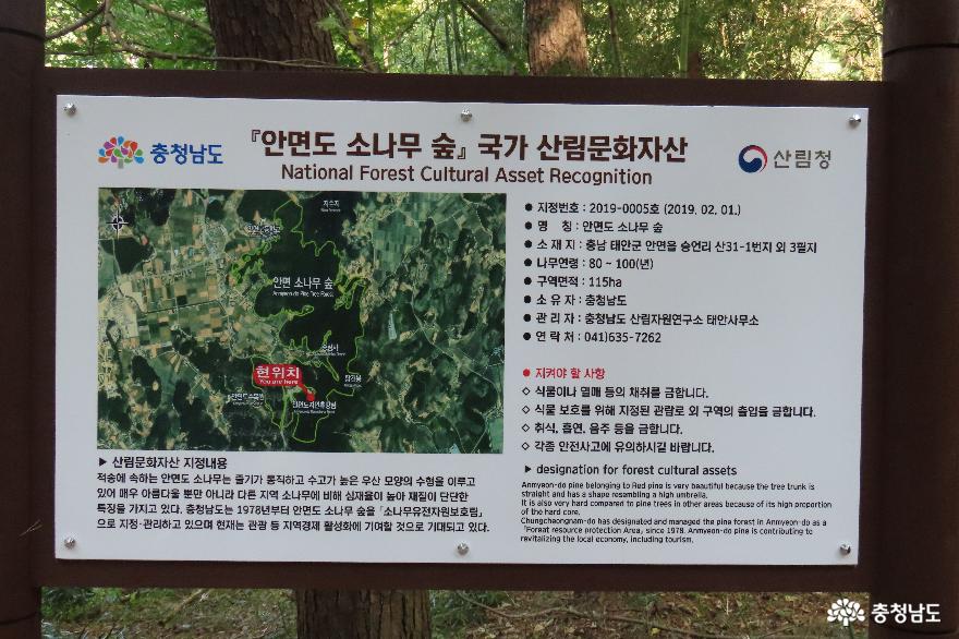 안면송림