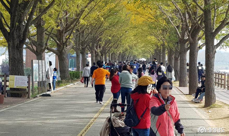걷기대회에 참여한 시민들이 은행나무길을 따라 가을하늘을 즐기고 있다.