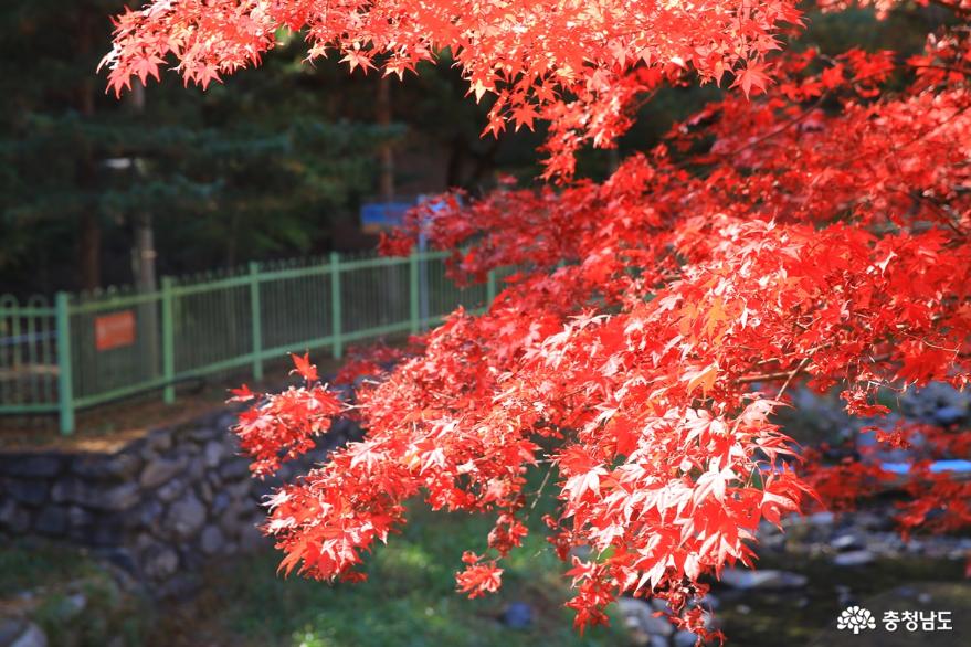단풍 만나기 좋은 가을, 성주산자연휴양림 상추객의 마음을 흔들다 사진
