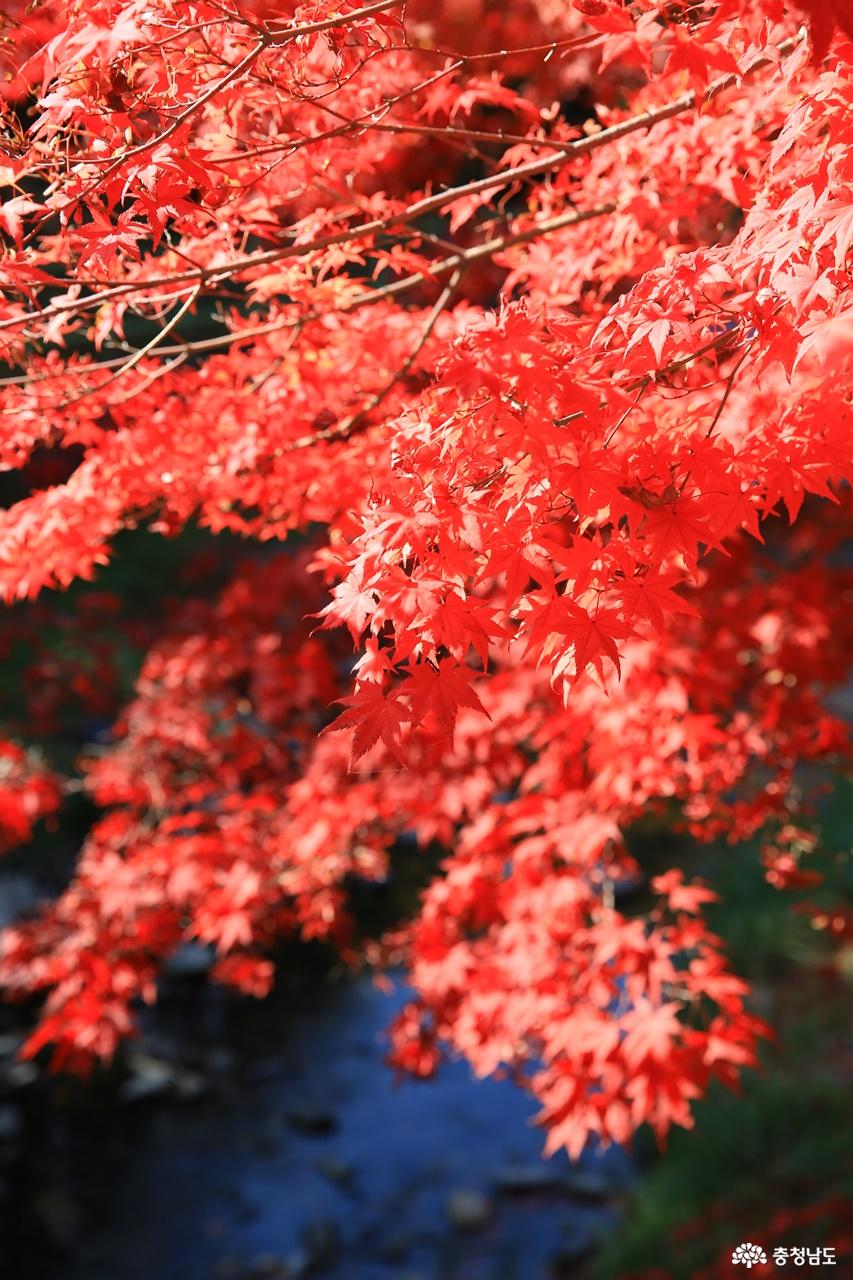 단풍 만나기 좋은 가을, 성주산자연휴양림 상추객의 마음을 흔들다 사진