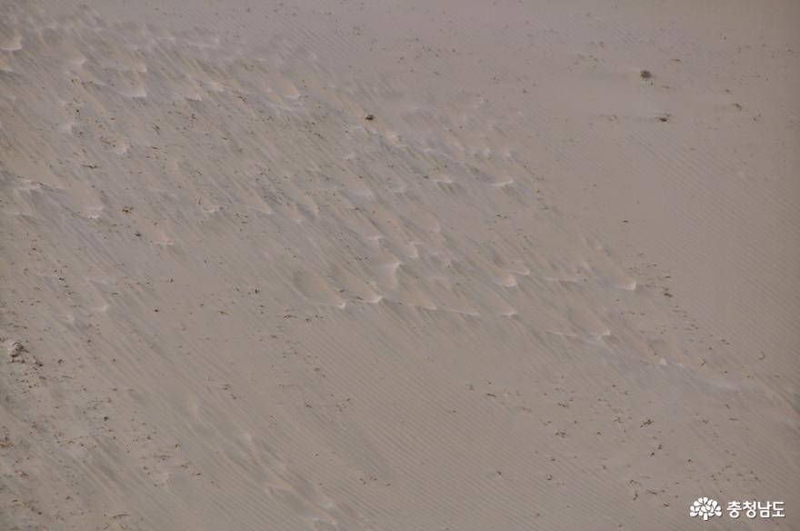 신두리 해안사구 탐방로를 거닐며 사막과 같은 풍경을 즐기다 사진