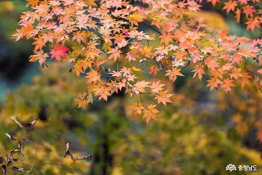 공주 마곡사의 붉은 가을 사진