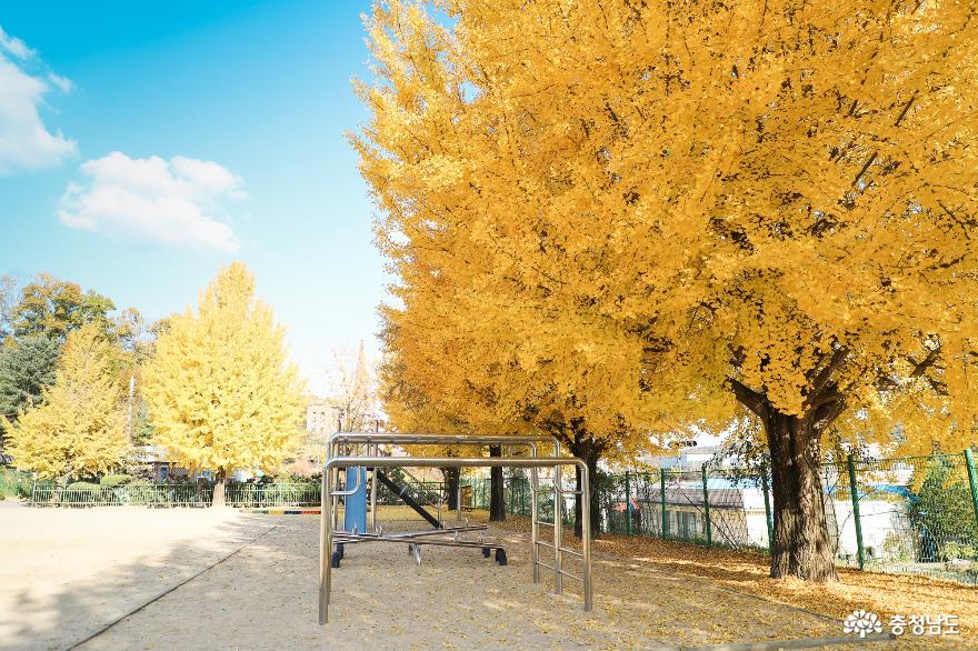 황금빛놀이터천동초등학교은행나무 4