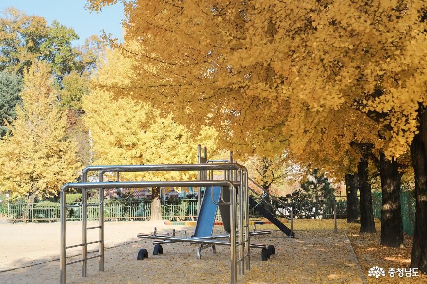 황금빛 놀이터, 천동초등학교 은행나무 사진
