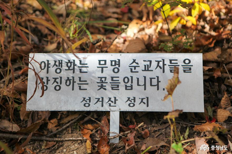 가을빛으로 곱게 물든 천안 성거산 성지둘레길을 걸으며 힐링해요! 17