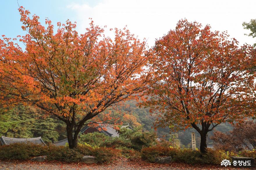 만추 각원사의 풍경 사진