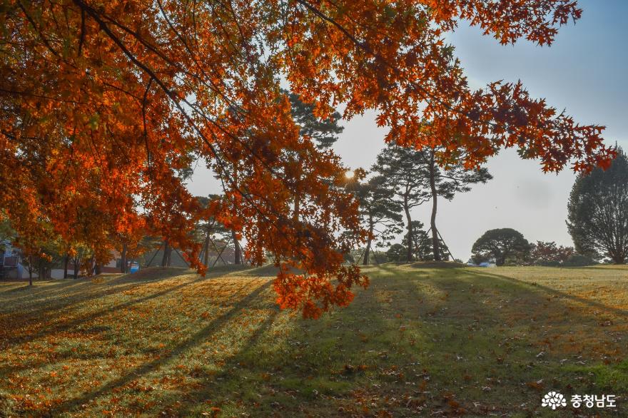 교정을 물들인 가을빛, 연암대학교의 가을 사진