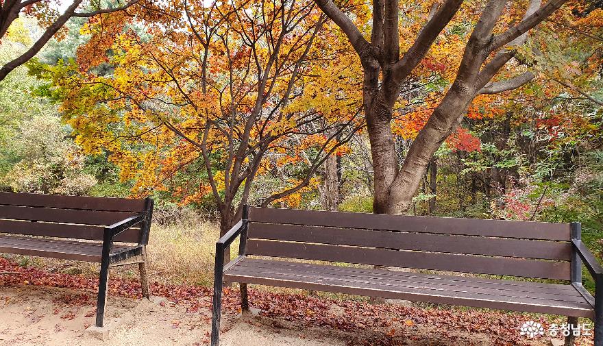 독립기념관 단풍나무숲길에서 잠시 쉼의 여유를 주는 나무의자.