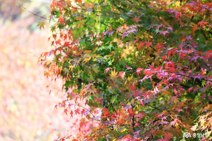 가을 풍경이 예쁜 천안의 성불사, 만일사에서 보물 찾기! 사진