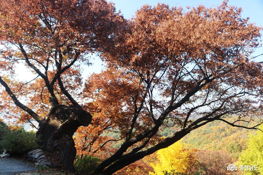 가을 풍경이 예쁜 천안의 성불사, 만일사에서 보물 찾기! 17