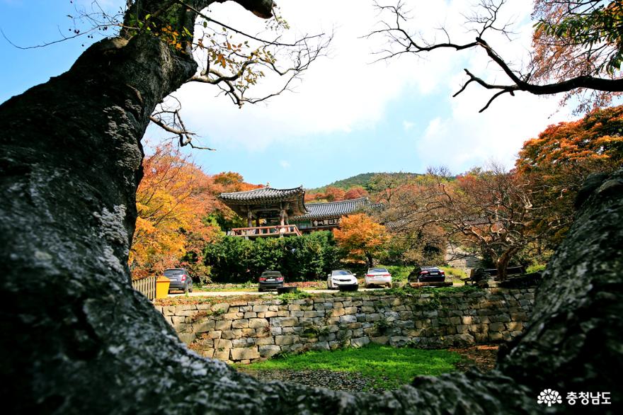 서산 가을여행 마음을 씻으며 오르는 개심사의 가을 사진