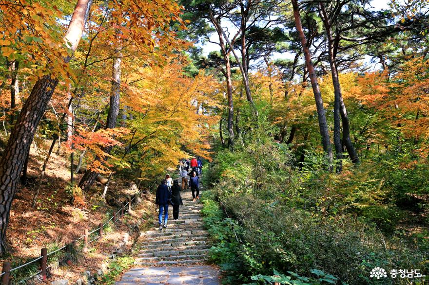 서산 가을여행 마음을 씻으며 오르는 개심사의 가을 사진