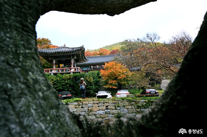 서산 가을여행 마음을 씻으며 오르는 개심사의 가을 사진