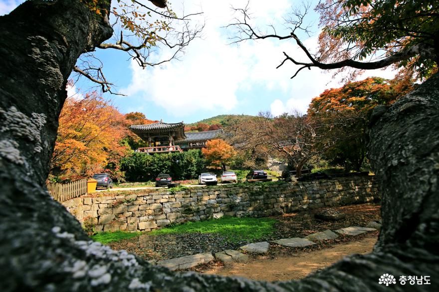 서산 가을여행 마음을 씻으며 오르는 개심사의 가을 사진