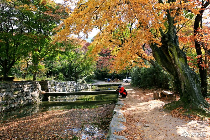 서산가을여행마음을씻으며오르는개심사의가을 8