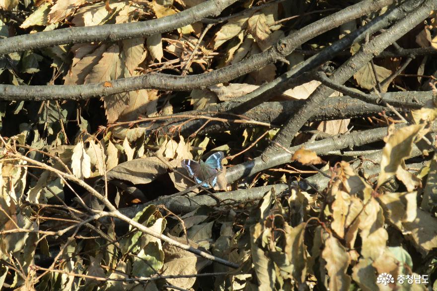 가을 봉수산 산행길 친구 - 네발나비, 청띠신선나비