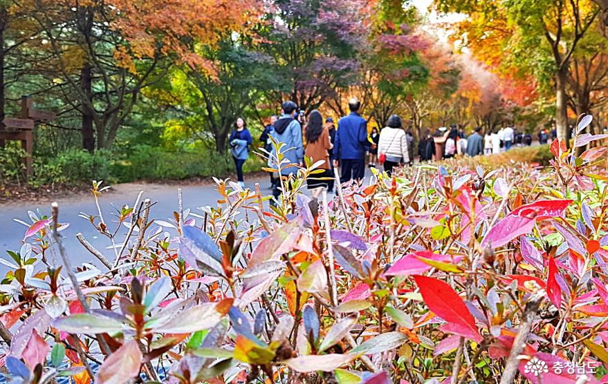 가을정취물씬만추가경느끼기충만했던단풍나무숲길힐링축제 9