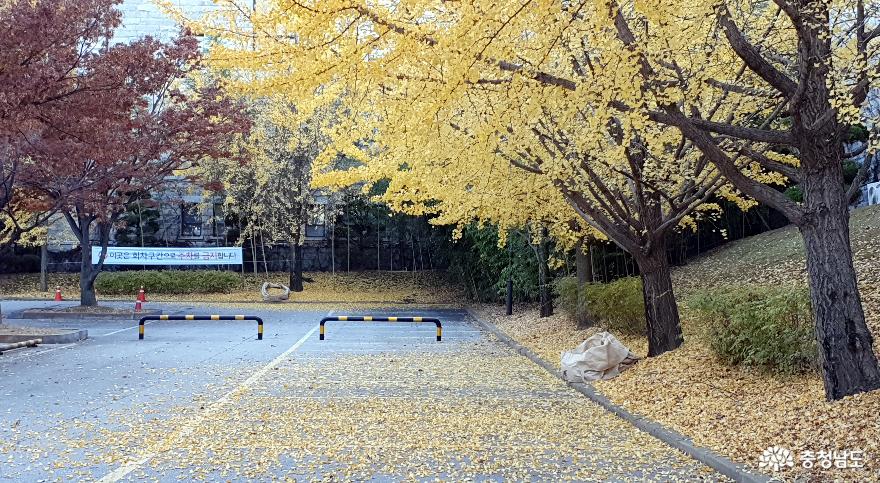 호서대 공학관 주차장의 은행나무의 노란잎이 주차장을 덮고 있다.