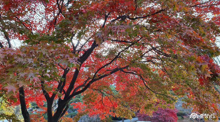 호서대 강석규교육관의 형형색색 단풍잎.