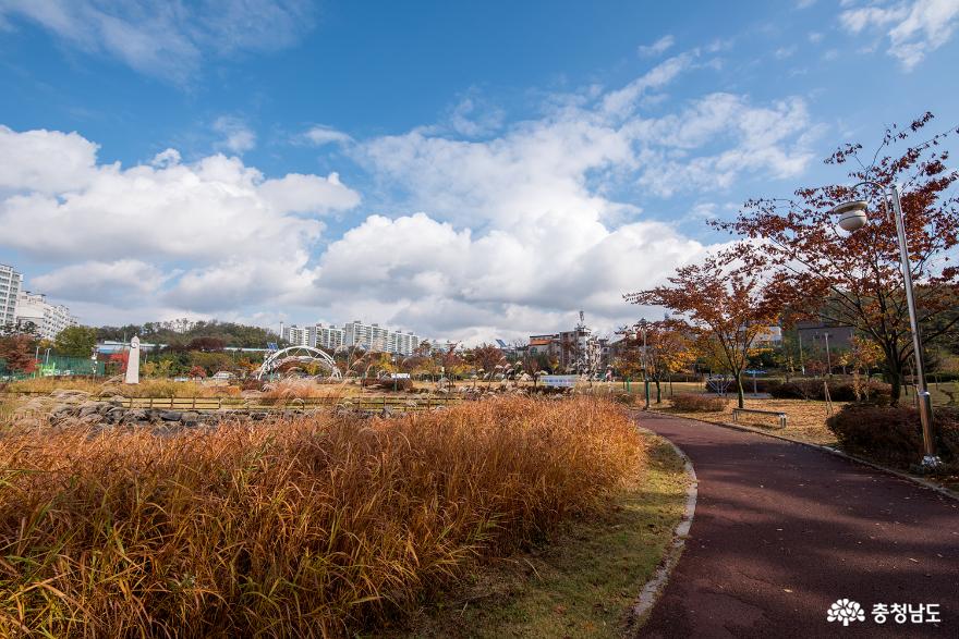 도심 속에서 누려보는 가을, 천안 청수호수공원 가을 풍경 사진