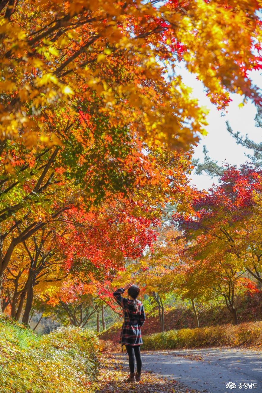 아직도 끝나지 않은 천안 단풍나무숲길의 가을 사진