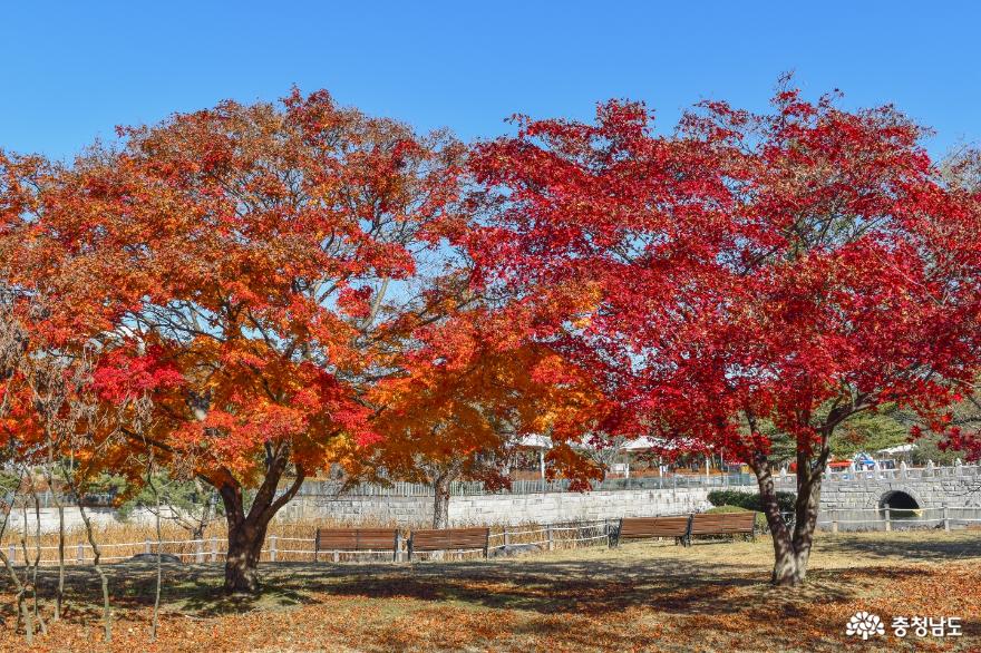 아직도 끝나지 않은 천안 단풍나무숲길의 가을 사진