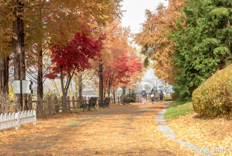 아산 신정호의 늦은 가을풍경 사진