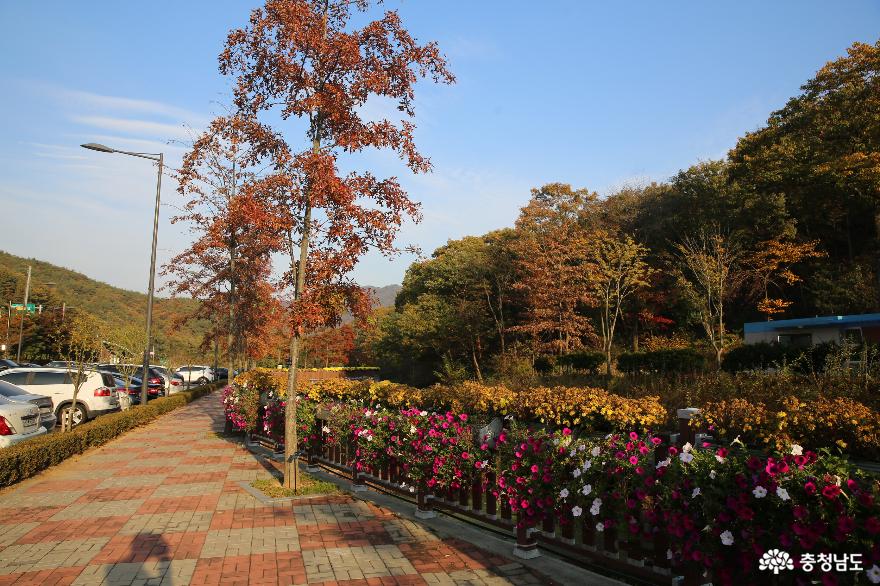 늦가을 보령 무궁화수목원의 색채가 좋습니다 사진