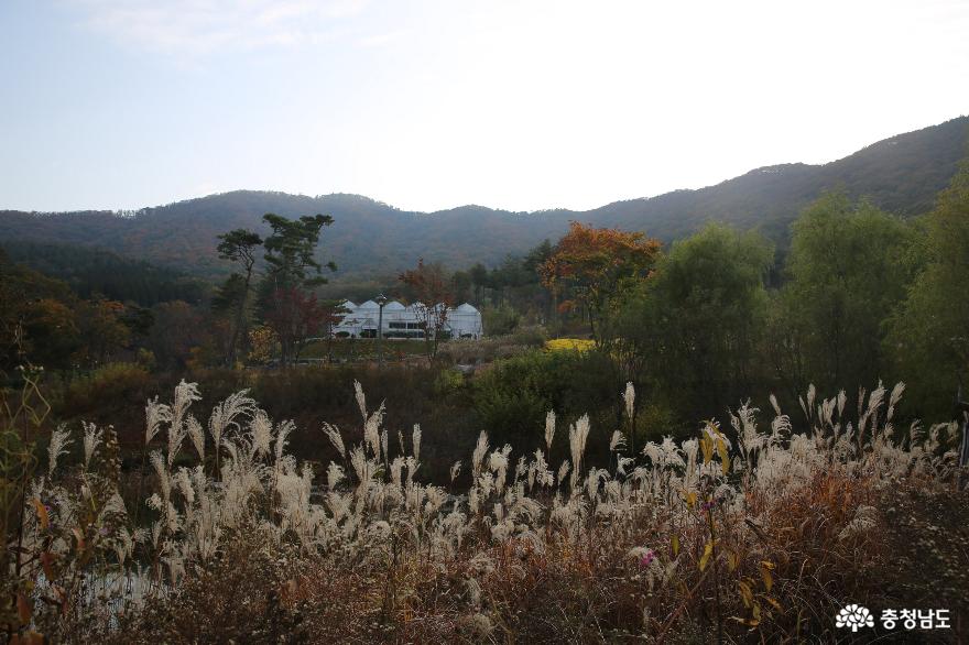 늦가을 보령 무궁화수목원의 색채가 좋습니다 사진