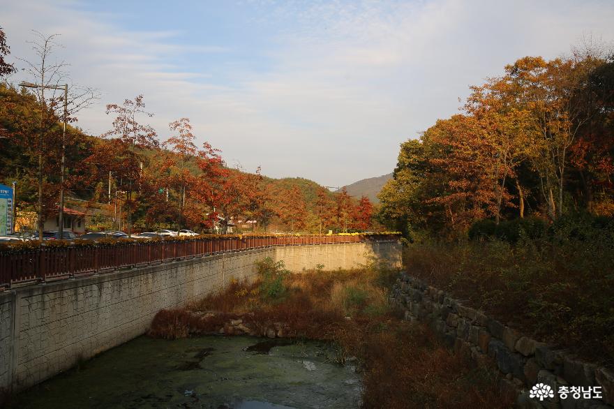 늦가을 보령 무궁화수목원의 색채가 좋습니다 사진