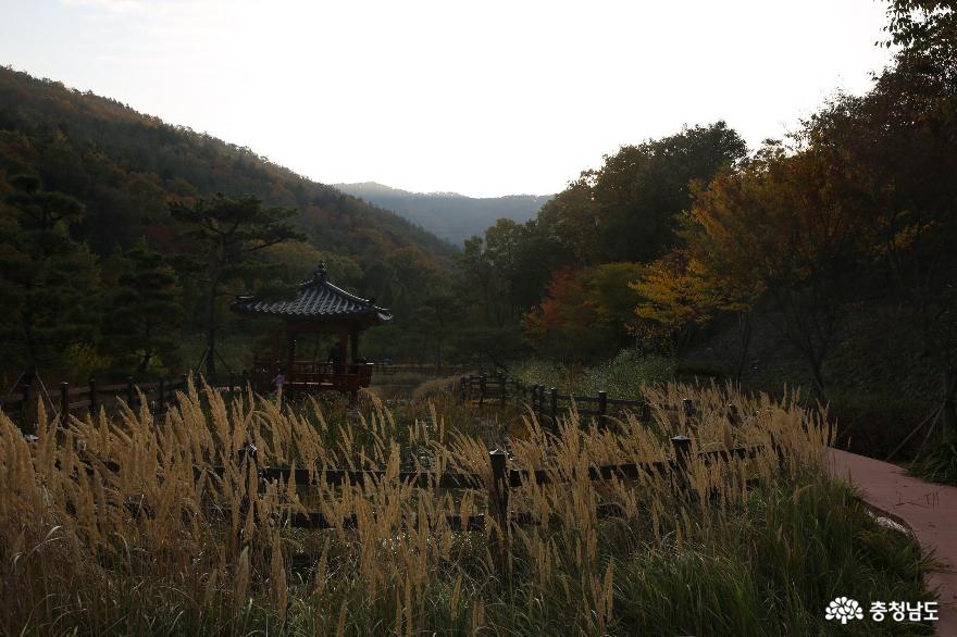 늦가을 보령 무궁화수목원의 색채가 좋습니다 사진