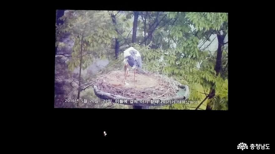 자연과 인간이 공존하는 황새들의 천국 <예산 황새공원> 8