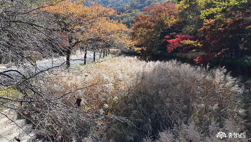 성주산 자연휴양림 계곡물의 갈대밭.