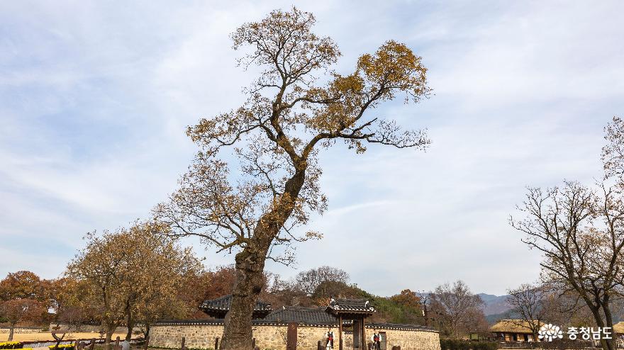 수령 300년으로 추정되는 회화나무