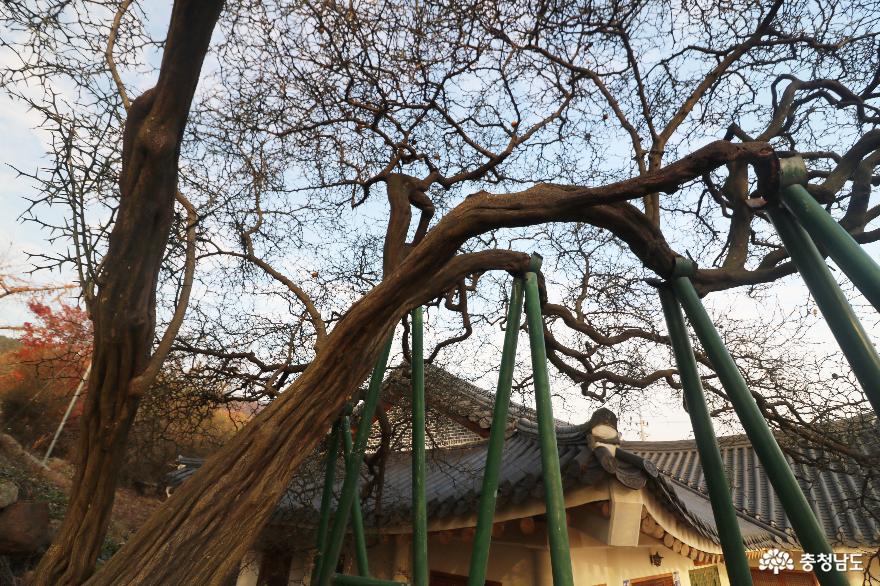 천안향교520년이상된탱자나무와함께오랜전통의맥을잇고있는 6