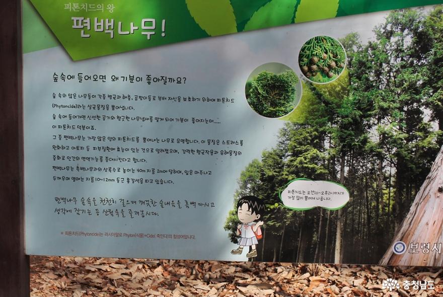 보령 성주산자연휴양림 편백나무숲에서의 힐링의 시간 사진
