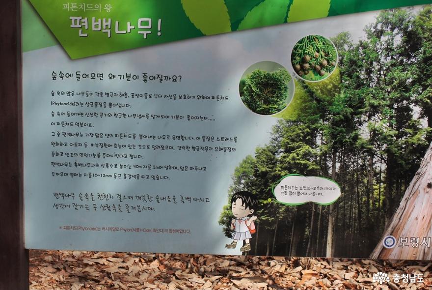 보령 성주산자연휴양림 편백나무숲에서의 힐링의 시간 5