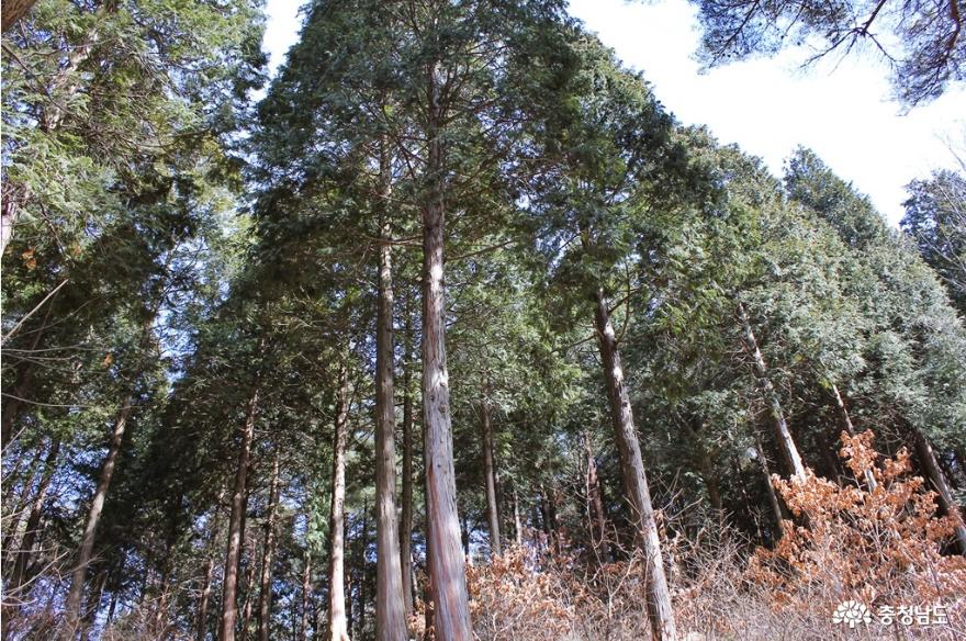 보령 성주산자연휴양림 편백나무숲에서의 힐링의 시간 사진