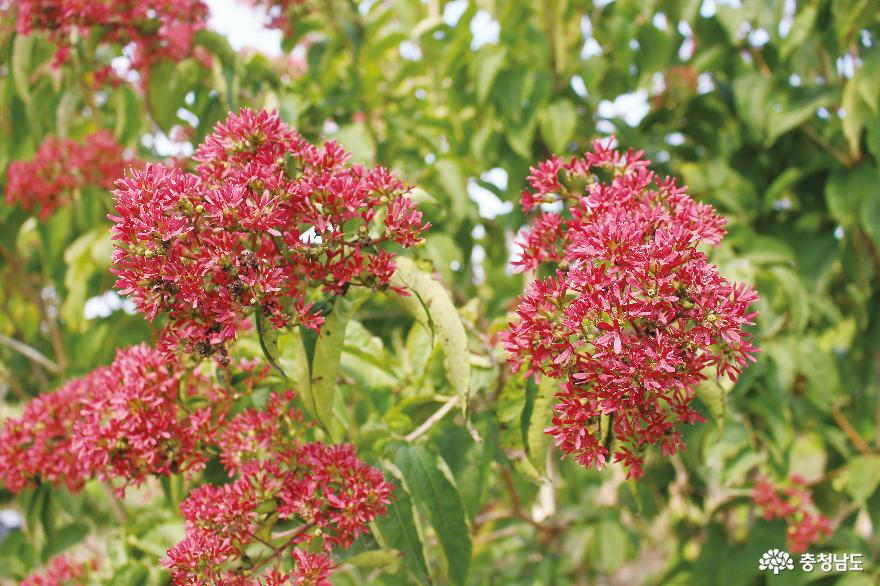 Queen’s flower blooming twice a year, ‘Seven-son flower’ set to be exported to China 1