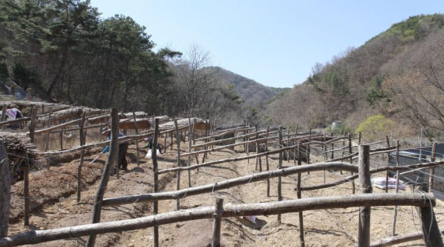 개삼터 인근에 금산문화원 산하 단체인 금산역사문화연구소에서 시대별 인삼재배 재현단지를 조성한 인삼밭.