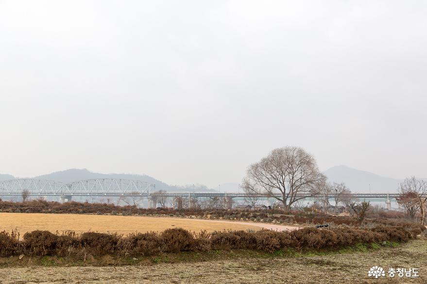 겨울 핑크뮬리도 예뻤던 미르섬 사진