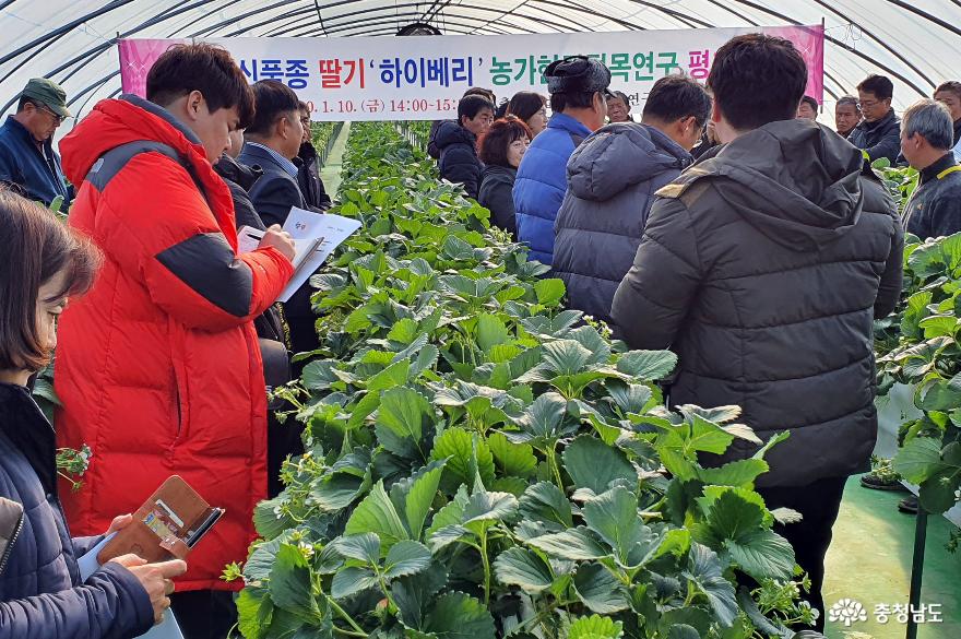 신품종 하이베리 11월에 농가 보급 1