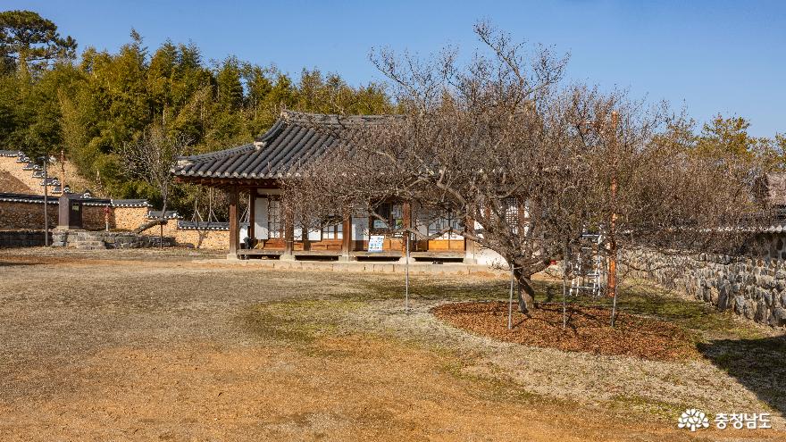 경회당 앞 뜰의 배롱나무
