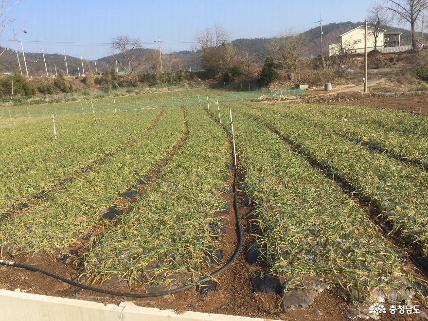 ‘고품질 마늘 생산’ 월동 관리에 달렸다 1